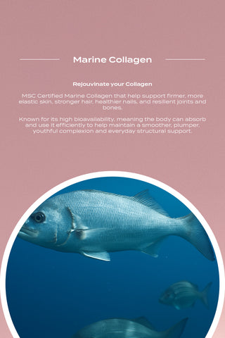 Collagen Mushroom Blend (BLACK FRIDAY EXCLUSIVE) Limited Stock